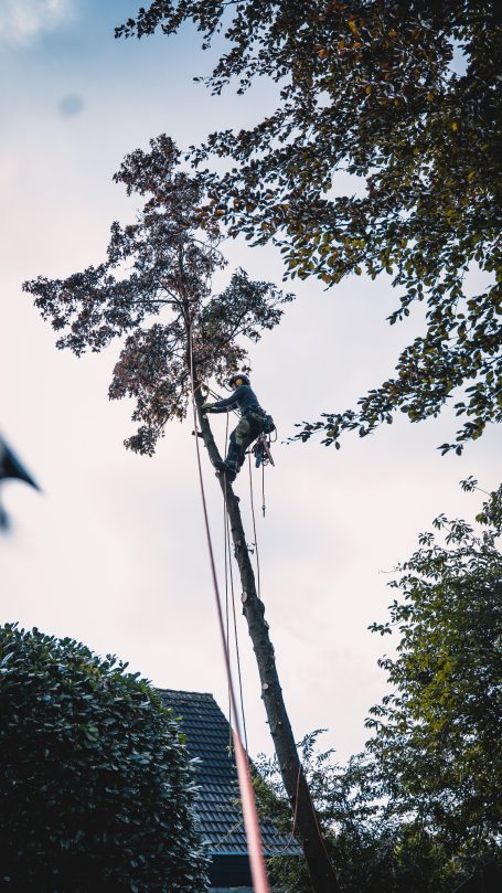 Kletterer hoch im zu fällenden Amberbaum