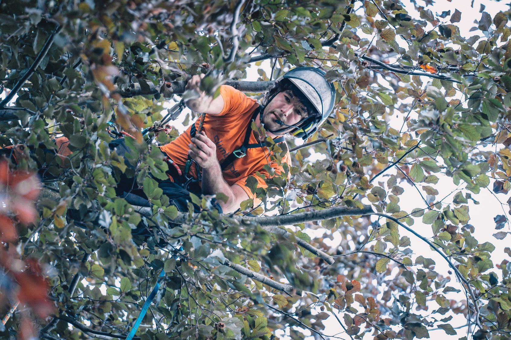 Kletternder Baumschnitt, Einkürzung einer Buche um 1,5m, Professionelle Baumpflege