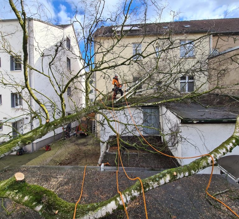 Baum auf Haus. Evergreen Baum & Garten GmbH bei der Sturmschaden-Beseitigung, ist Ihr unschlagbarer Partner für die rasche und professionelle Beseitigung von Sturmschäden in Kerken und Umgebung. Mit unserer innovativen Expertise sorgen wir für eine präzise Entfernung, ohne zusätzlichen Schaden anzurichten. Vertrauen Sie auf unsere fortschrittlichen Lösungen für sichere und effiziente Wiederherstellung Ihrer grünen Oasen