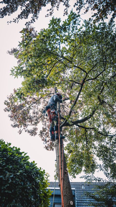 Kletternde Baumfällung eines Amberbaumes