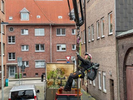 Professionelle Baumfällung mit Kran